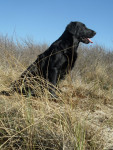 Tristan in de duinen